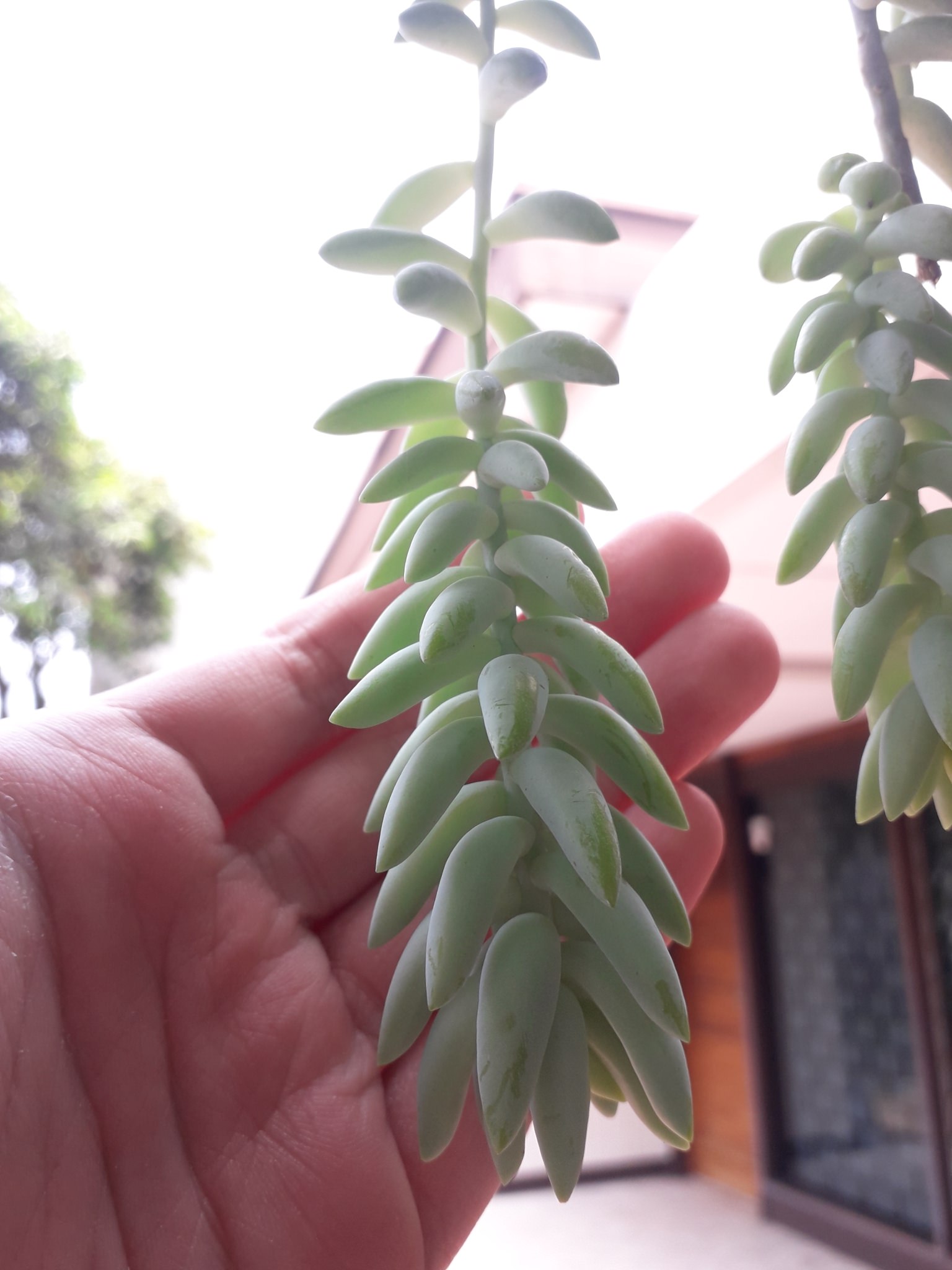 Sedum morganianum